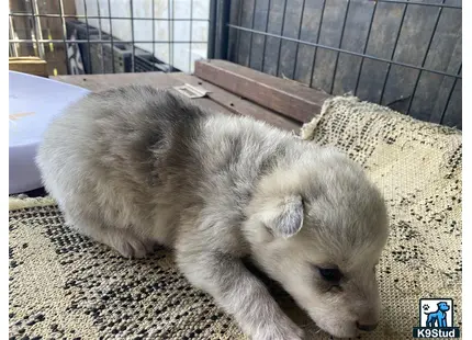 a white furry animal lying on a rug in a cage